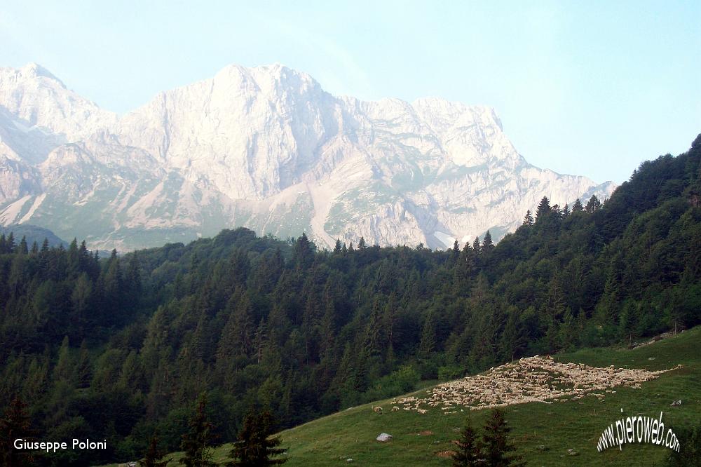 01- gregge sopra l'Alpe Corte, con l'Arera nella foschia .jpg